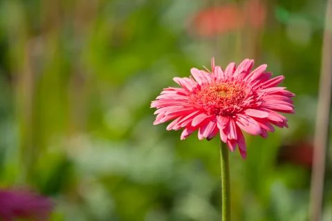Pink gerberas Stock Photos