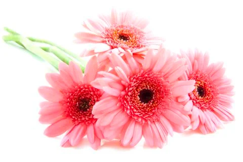 Pink gerbera´s Stock Photos