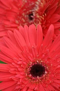 Pink gerbers Stock Photos