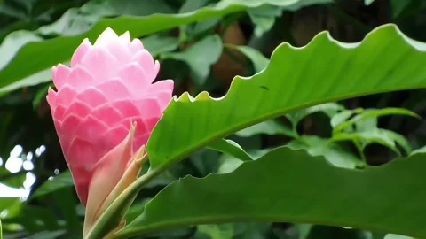 Pink Ginger: Pan right shot of beautiful Alpinia purpurata flower blooming. Stock Footage 344833839