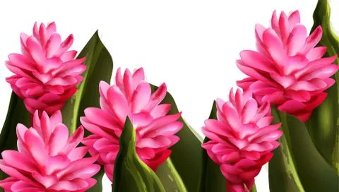 Pink ginger tropic flower Vector watercolor. Exotic banner summer paradise de イラスト素材