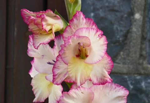 Pink Gladioli Stock Photos