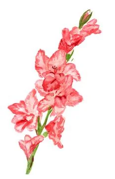 Pink gladiolus Stock Illustration