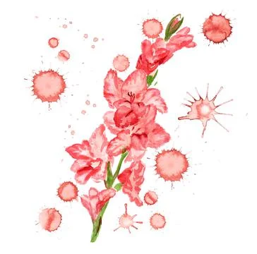 Pink gladiolus with paint blots Stock Illustration