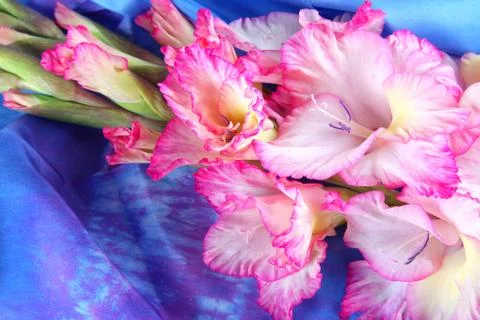 Pink gladiolus Stock Photos