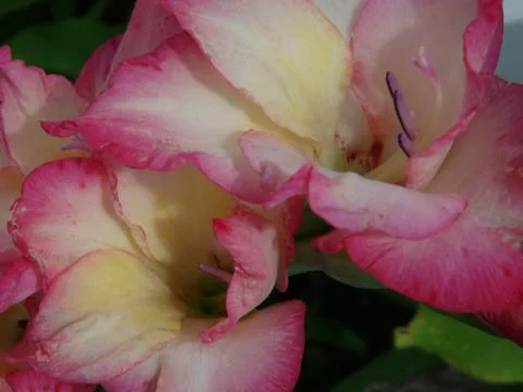 Pink Gladiolus Stock Photos
