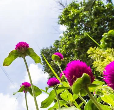 Pink globe amaranth or bachelor button flower and blue sky. Stock Photos