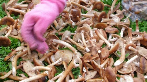 A pink-gloved hand goes through the cut honeydew. Mushrooms lie on the green Stock Footage 116615433