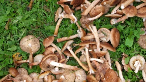 A pink-gloved hand goes through the cut honeydew. Mushrooms lie on the green Stock Footage 116616052