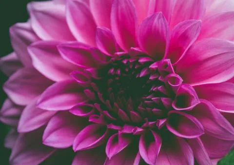Pink glow Stock Photos