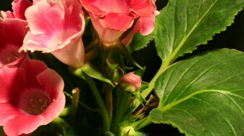 Pink Gloxinias Close Up Stock Footage 375500