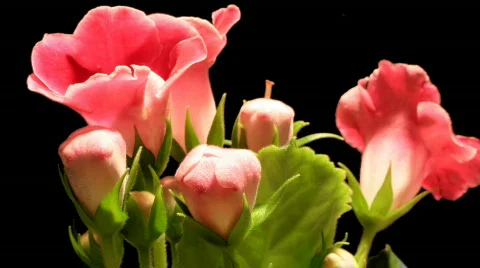 Pink Gloxinias Opening Stock Footage 375481