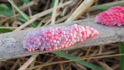 Pink Golden Apple Snail Eggs on Wooden Surface Stock Footage 343393902