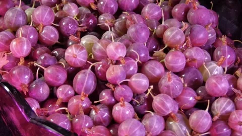 Pink gooseberries in close-up Stock Footage 155606015