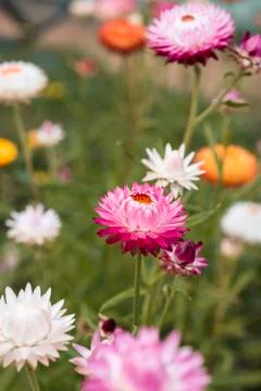 A pink gradient isolated gerber daisy in bloom with a floral flower background Stock Photos