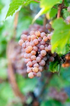 Pink grape Stock Photos