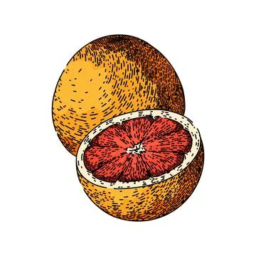 Pink grapefruit red sketch hand drawn vector Stock Illustration