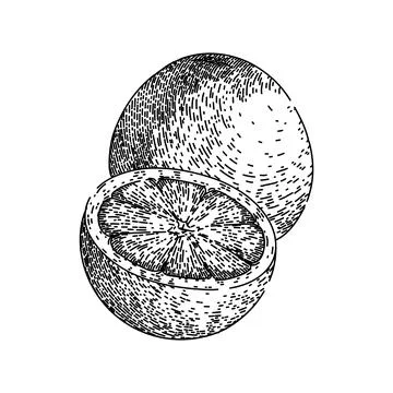 Pink grapefruit red sketch hand drawn vector Stock Illustration