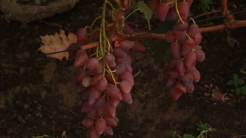 Pink grapes Video stock 164869417