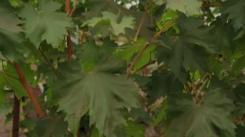 Pink grapes Video stock 164869431