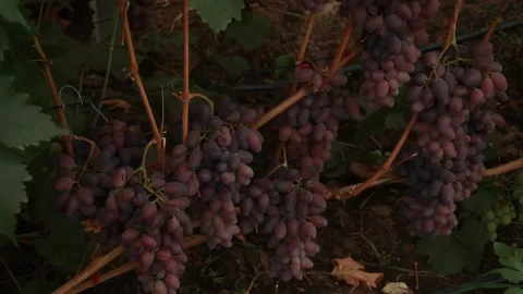 Pink grapes Stockbeeldmateriaal 164869470