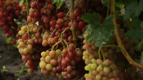 Pink grapes Video stock 164869543