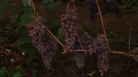 Pink grapes Video stock 164869554