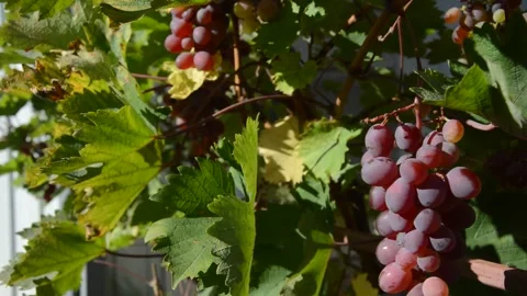 Pink grapes hang down between the swaying leaves on the vine. Stock Footage 243985204