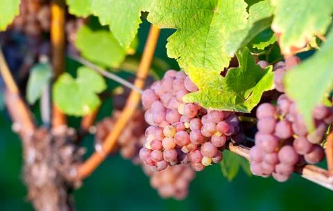 Pink grapes Stock Photos