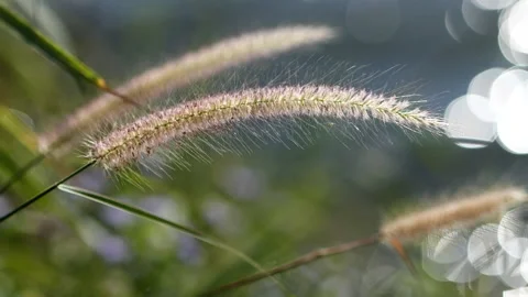 Pink grass field flower waving against wind in riverside bokeh background Stock Footage 166423398