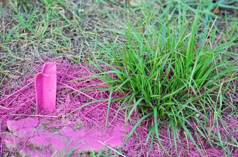 Pink grass Stock-Fotos