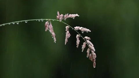 Pink Grass with Rain Drops in the Rain Stock Footage 136119410