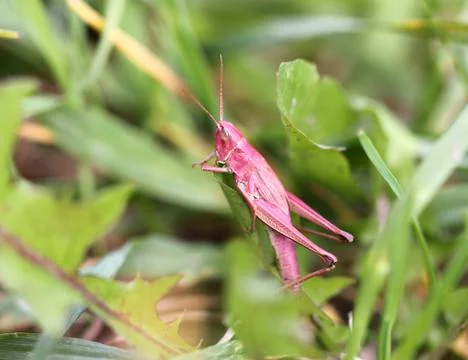 Pink grasshopper in the grass Stock Photos