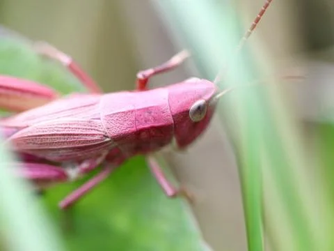 Pink grasshopper in the grass Stock Photos
