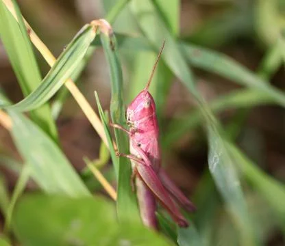 Pink grasshopper in the grass Stock Photos