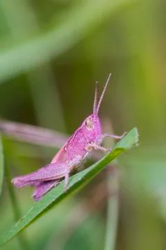 Pink Grasshopper Stock Photos