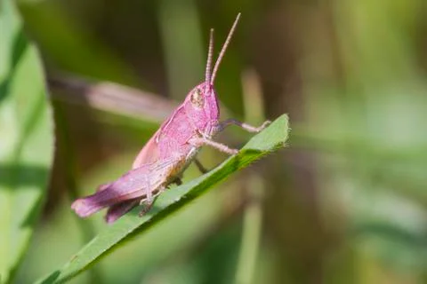 Pink Grasshopper Stock Photos