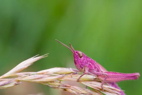 Pink Grasshopper Foto stock