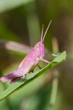 Pink Grasshopper Stock Photos