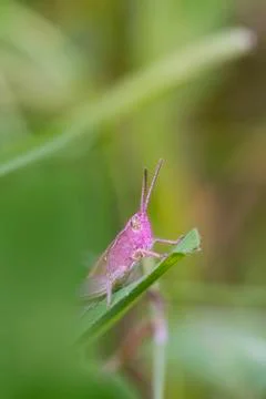 Pink Grasshopper Stock Photos