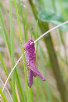 Pink Grasshopper Stock Photos