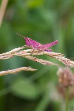 Pink Grasshopper Stock Photos