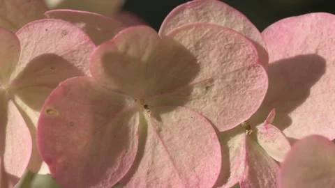 Pink-green beautiful hydrangea blossom at sunny day. macro Stock Footage 252137569