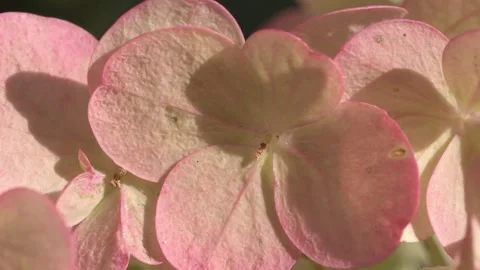 Pink-green beautiful hydrangea blossom at sunny day. macro Stock Footage 252137588