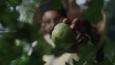 Pink Guava Fruit Close Up Fruit Commercial Exotic Fruit Video stock 244800833