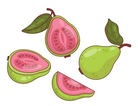 Pink Guava Fruit Tree set. Isolated tropical product on White Background. V.. Stock Illustration