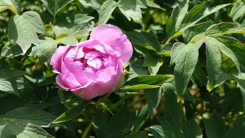 Pink half developed flower of Peony Paeonia suffruticosa in mild breeze, 4K Stock Footage 107004341