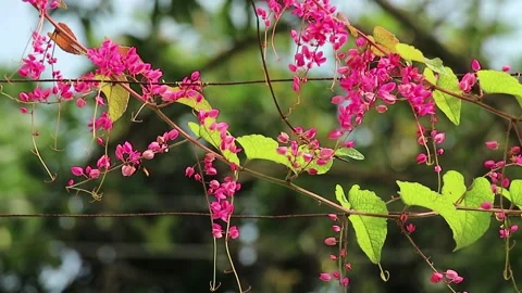 Pink hanged shrub Stock Footage 221417862