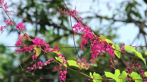 Pink hanged shrub Stock Footage 221418454