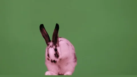 Pink hare washes his face Stock Footage 105586029
